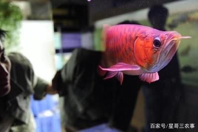 紅龍魚比賽：2023年世界龍魚錦標(biāo)賽紅龍魚比賽冠軍賣出108萬