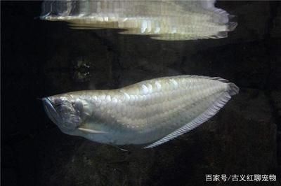 養(yǎng)龍魚的條件：養(yǎng)龍魚的注意事項 龍魚百科 第2張