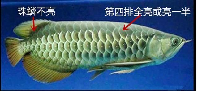 魚(yú)類(lèi)金龍魚(yú)：金龍魚(yú)是一種非常受歡迎的觀賞魚(yú) 龍魚(yú)百科 第3張