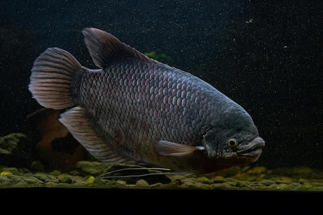 龍魚最近不愛吃食：龍魚拒食怎么辦 龍魚百科 第2張