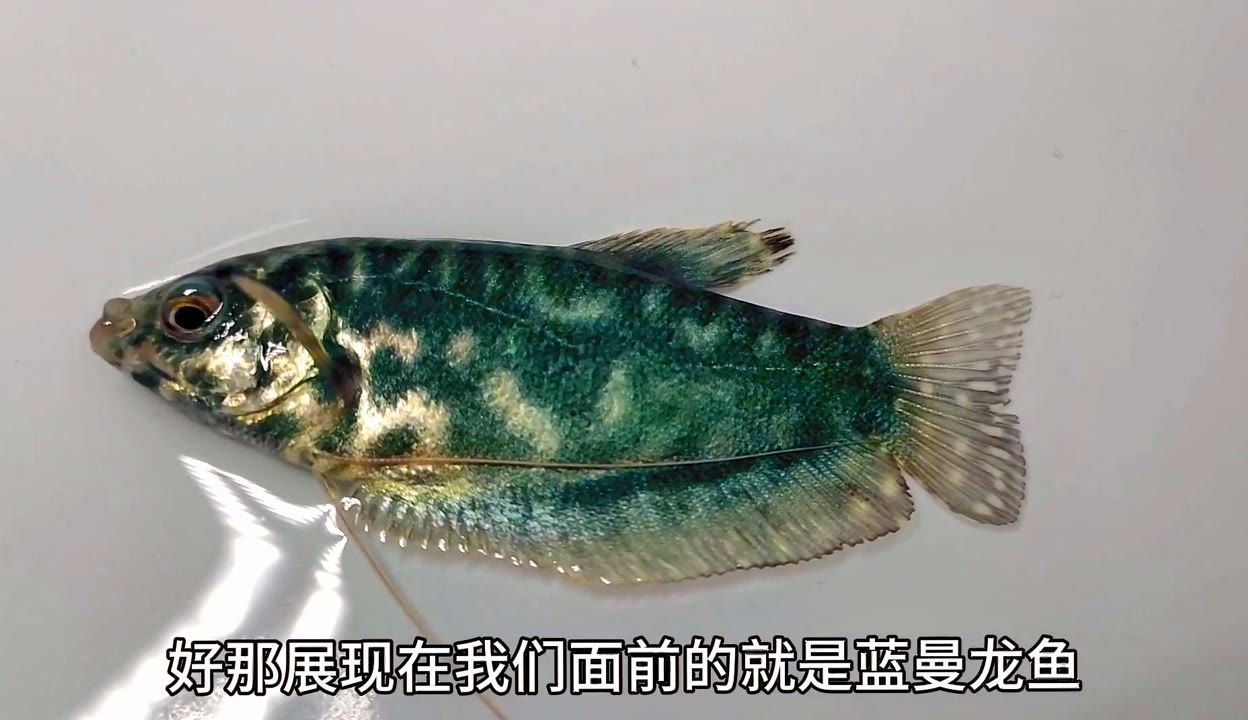 龍魚吐出來的綠色東西是什么：龍魚吐出來的綠色東西是怎么回事 龍魚百科 第2張