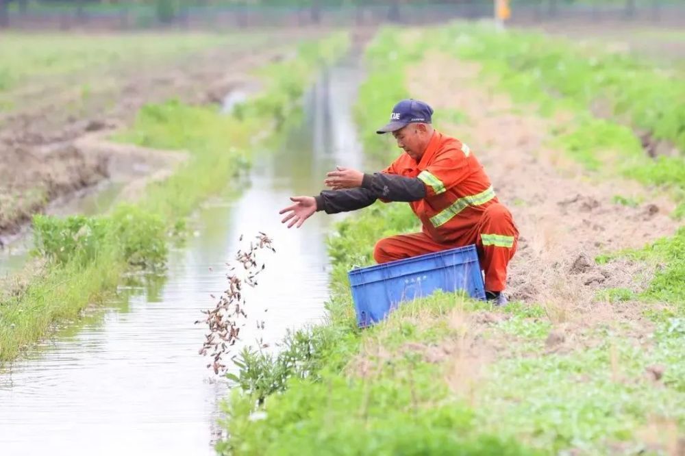 怎么訓(xùn)練龍魚吃活食呢：喂養(yǎng)魚龍蝦苗的注意事項(xiàng)