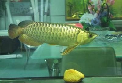 金龍魚(yú)喂泥鰍怎么喂：金龍魚(yú)喂泥鰍怎么喂金龍魚(yú)泥鰍怎么喂泥鰍需要注意什么