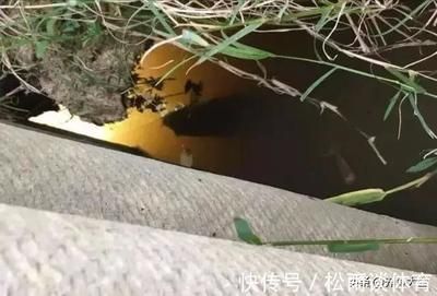 龍魚喂甲魚能治地包嗎：龍魚喂甲魚能治地包嗎龍魚喂甲魚能治地包嗎 龍魚百科 第3張