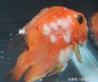 常見觀賞魚 名字有哪些：常見觀賞魚名字 龍魚百科 第2張