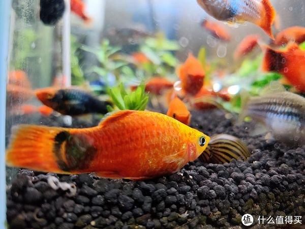 常見觀賞魚 名字有哪些：常見觀賞魚名字 龍魚百科 第3張