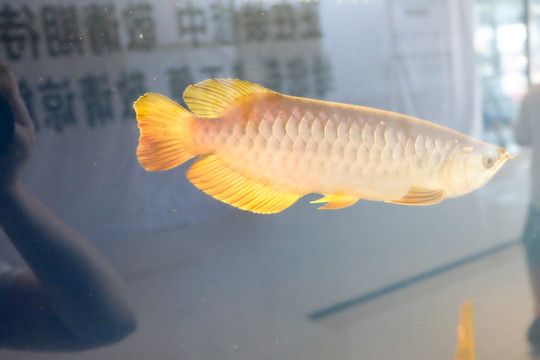 金龍魚可以和羅漢魚混養(yǎng)嗎：金龍魚可以和羅漢魚混養(yǎng)嗎？