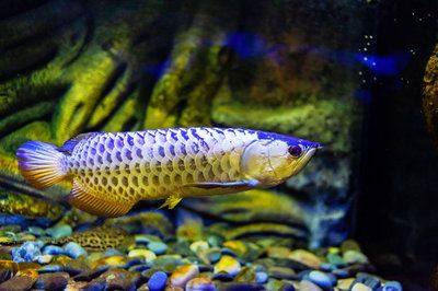 野生金龍魚(yú)吃什么食物：野生金龍魚(yú)吃什么食物野生金龍魚(yú)吃什么食物 龍魚(yú)百科 第3張