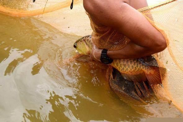 野生金龍魚(yú)吃什么食物：野生金龍魚(yú)吃什么食物野生金龍魚(yú)吃什么食物 龍魚(yú)百科 第2張