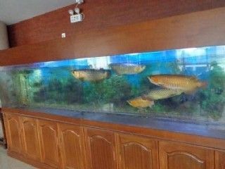 金龍魚眼睛塌陷：金龍魚的眼睛塌陷怎么辦 龍魚百科