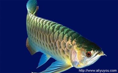 一條龍魚(yú)要多少錢(qián)：一條龍魚(yú)的價(jià)格是多少 龍魚(yú)百科 第1張