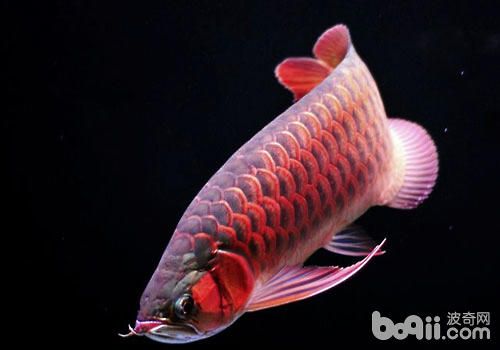 一條龍魚(yú)要多少錢(qián)：一條龍魚(yú)的價(jià)格是多少 龍魚(yú)百科 第3張