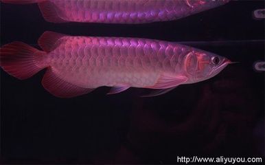 一條龍魚(yú)要多少錢(qián)：一條龍魚(yú)的價(jià)格是多少 龍魚(yú)百科 第2張