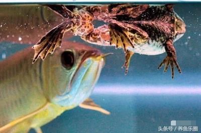 龍魚吃活食不堵過濾棉：龍魚吃活食不堵過濾棉怎么辦 龍魚百科 第3張