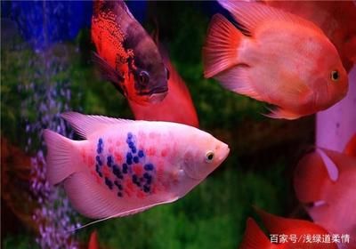 可以和金龍魚一起混養(yǎng)的：可以和金龍魚一起混養(yǎng)的魚類 龍魚百科 第3張