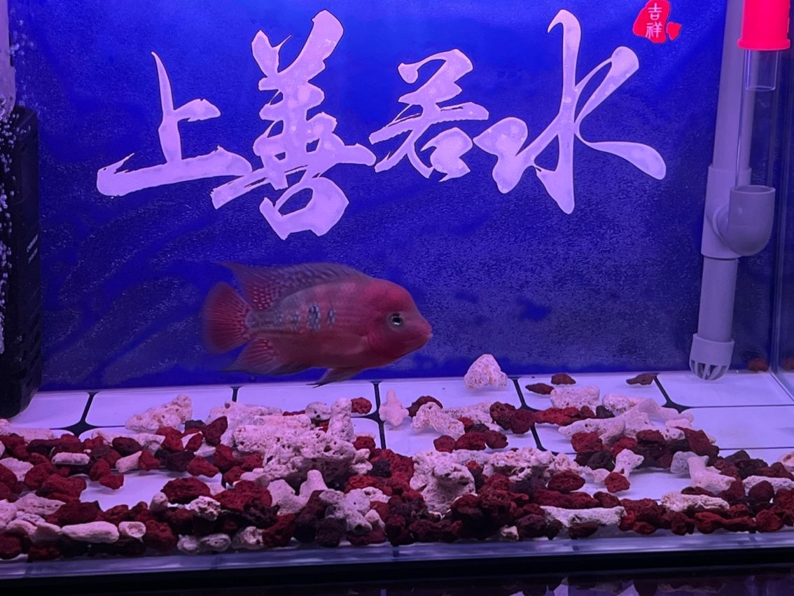 2024.04.05，打個卡。：2024.04.05，單養(yǎng)出狀態(tài) 觀賞魚論壇 第2張