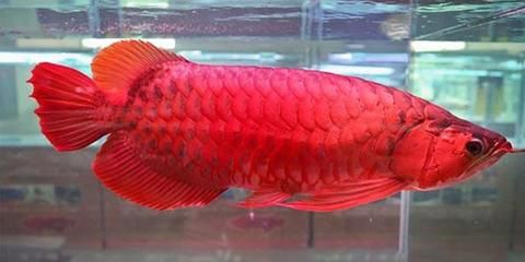 紅龍魚(yú)的發(fā)色變化圖：關(guān)于紅龍魚(yú)的發(fā)色變化圖