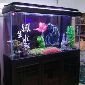 東營龍魚專賣店：東營森森水族生態(tài)魚缸專賣店東營森森水族生態(tài)魚缸專賣店