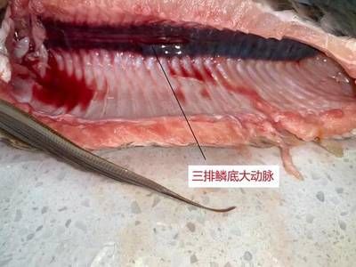 金龍魚暴斃原因：金龍魚暴斃的原因