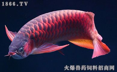 金龍魚暴斃原因：金龍魚暴斃的原因