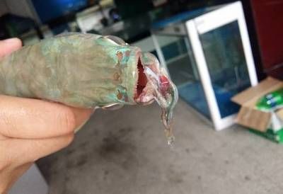 龍魚打架受傷了怎么辦：龍魚打架受傷后的處理方法主要包括以下幾個方面