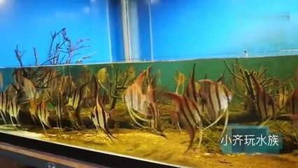 埃及神仙魚混養(yǎng)龍魚：埃及神仙魚和龍魚混養(yǎng) 龍魚百科 第2張