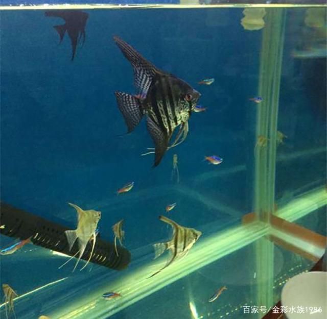 埃及神仙魚混養(yǎng)龍魚：埃及神仙魚和龍魚混養(yǎng) 龍魚百科 第1張