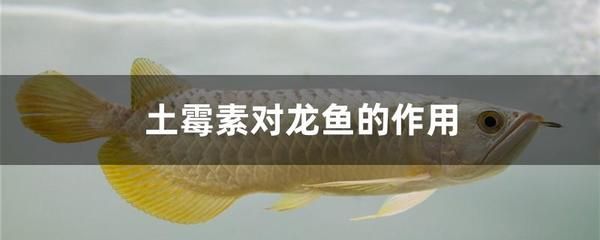 龍魚怎么預(yù)防內(nèi)寄病毒：如何預(yù)防龍魚感染內(nèi)寄病毒