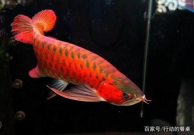 血紅龍魚多少錢一只：血紅龍魚價(jià)格