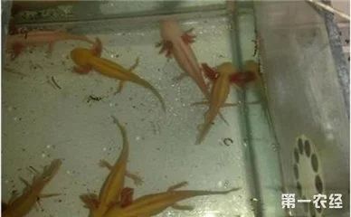 龍魚底層養(yǎng)什么魚好看：適合與龍魚一起混養(yǎng)的底層魚