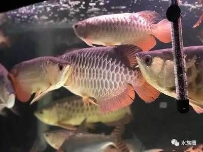 為什么很多人養(yǎng)龍魚：為什么很多人養(yǎng)龍魚，很多人養(yǎng)龍魚的主要原因是什么 龍魚百科 第2張