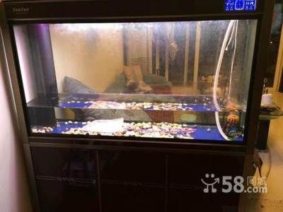 九龍魚缸是多大的缸：九條龍魚缸的尺寸是多大？ 龍魚百科 第1張