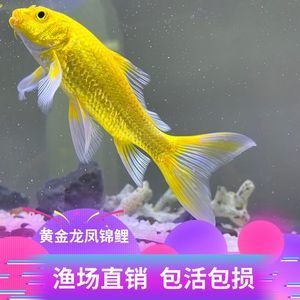 黃金錦鯉和黃金龍鳳是一種魚嗎？：黃金錦鯉和黃金龍鳳并不是同一種魚，它們并不是同一種魚 龍魚百科 第1張