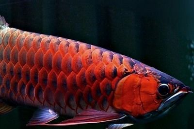 鳳凰紅龍魚鱗片底色：鳳凰紅龍魚的鱗片底色 龍魚百科 第1張