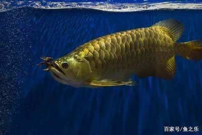 野生龍魚捕食：野生龍魚的捕食習性