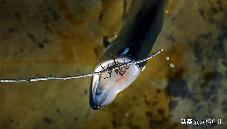 野生龍魚捕食：野生龍魚的捕食習性