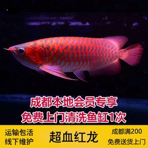 和興賽級超神龍魚怎么樣：和興賽級超神龍魚怎么樣和興賽級超神龍魚的飼養(yǎng)價值 龍魚百科 第1張