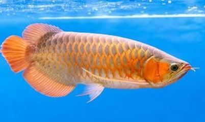 金龍魚的簡(jiǎn)介介紹和照片怎么寫：金龍魚在水族箱中飼養(yǎng)適宜水溫23-[需手動(dòng)填充]