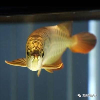 龍魚怎樣才能增色快一點(diǎn)：龍魚增色的方法 龍魚百科 第1張