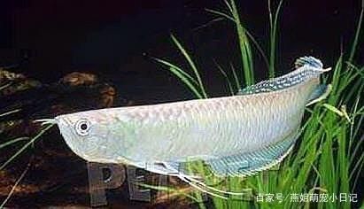 龍魚(yú)為什么蒙眼：龍魚(yú)為什么會(huì)蒙眼 龍魚(yú)百科 第3張