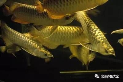 龍魚吃飽了就打架：龍魚為什么會打架？ 龍魚百科 第2張