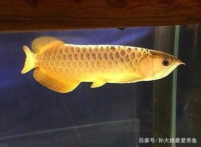 一種觀賞魚類 叫什么龍：一種觀賞魚類叫什么龍 龍魚百科 第3張