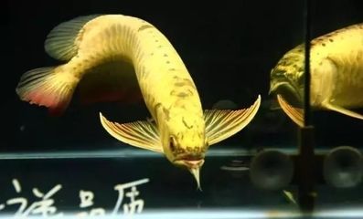 關(guān)于龍魚的紀(jì)錄片叫什么來著：關(guān)于龍魚的紀(jì)錄片 龍魚百科