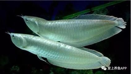 龍魚吃蝗蟲：龍魚可以吃蝗蟲嗎？ 龍魚百科 第2張