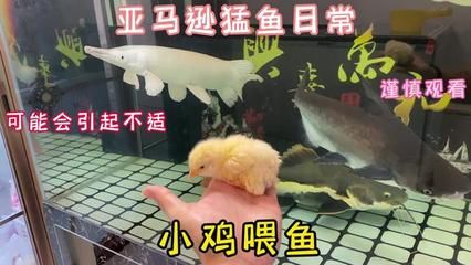 龍魚新缸養(yǎng)水需要幾天才能喂食：龍魚新缸養(yǎng)水時(shí)間為7天到1個(gè)月不等 龍魚百科