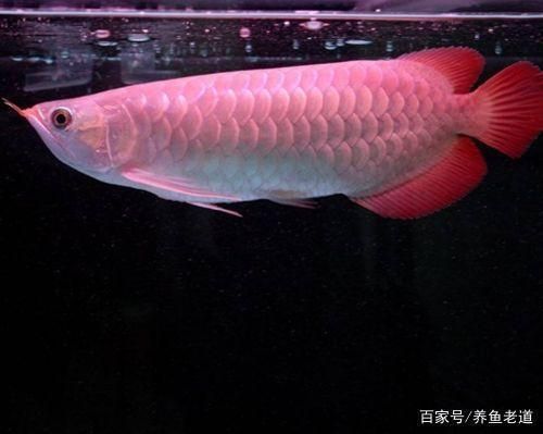 新龍魚到家?guī)滋炷苓m應(yīng)水質(zhì)：新龍魚到家?guī)滋炷苓m應(yīng)新環(huán)境和水質(zhì) 龍魚百科 第2張