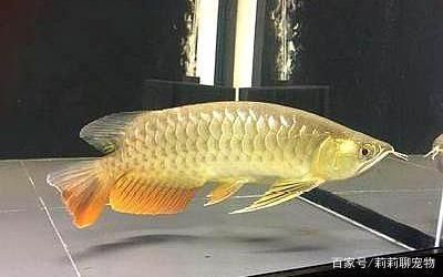 怎么挑龍魚：怎么挑選龍魚 龍魚百科 第2張