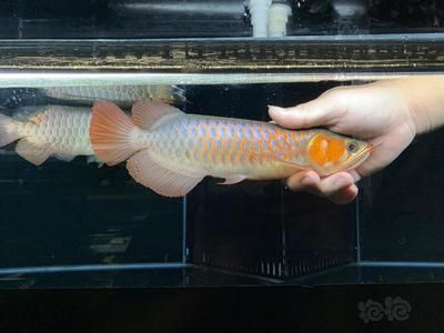 印尼血紅龍魚風(fēng)水：印尼血紅龍魚的風(fēng)水 龍魚百科 第1張