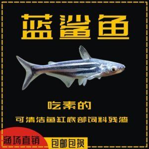 能和龍魚(yú)混養(yǎng)的群游魚(yú)：適合與龍魚(yú)混養(yǎng)的幾種群游魚(yú) 龍魚(yú)百科 第2張