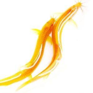 紅金龍魚(yú)能吃嗎？：紅金龍魚(yú)可以吃嗎，紅金龍魚(yú)能吃嗎 龍魚(yú)百科 第2張